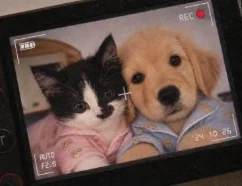 카메라 화면 속 고양이와 강아지